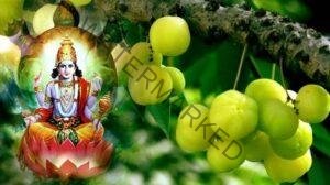 Amalki-Ekadashi-vrat-katha-414x232